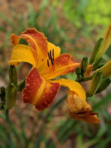 Yellow and orange daylily with dew on it.