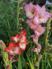 Red and white gladiolus and pink gladiolus.