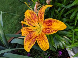 Yellow Asiatic lily with red spots, covered in dew.