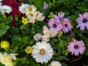 Purple and white daisies and some yellow marigolds all with dew on them.