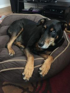 Ryder the dog on his bed.