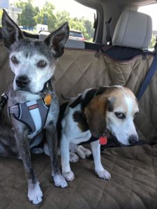 Spencer and Edie riding in the car.