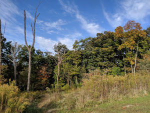 Fall colors in a field with blue sky and a few clouds overhead.