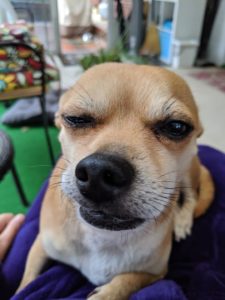 Arthur the Chihuahua mix making a very funny face.