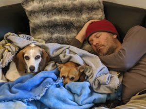 A beagle, a chi-mix and my husband who is asleep together on the couch.