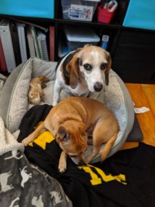 A beagle and a chi-mix on a little bed. The beagle looks a little concerned.