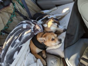 Arthur chi-mix and Edie beagle cuddling together in the back seat of the car.