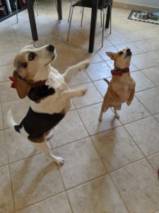 Edie Beagle and Arthur chi-mix standing on their back legs begging for treats.