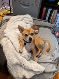 Arthur on his bed, staring at me lovingly.