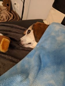 Edie beagle's head sticking out from under a blanket. She looks like she's listening for something.