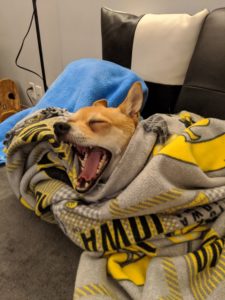 Arthur chi-mix's head sticking out of blankets, he's yawning and looks kind of like a fox.