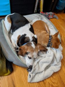 Edie beagle and Arthur chi-mix asleep on the same bed.