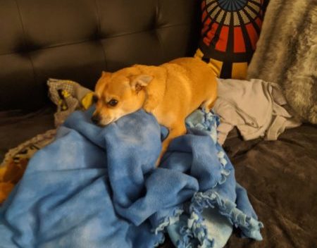 Arthur our Chihuahua laying on the blankets