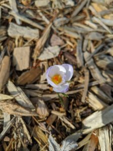 A white crocus flower, looking down on it from above.