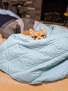 Arthur looking at me lovingly from the sofa bed, on top of my comforter.