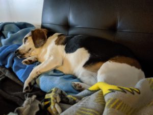 Edie on her side on the couch watching TV and not avoiding me.