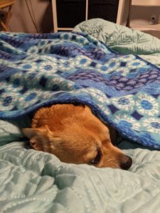 Arthur under all my blankets looking apprehensive.