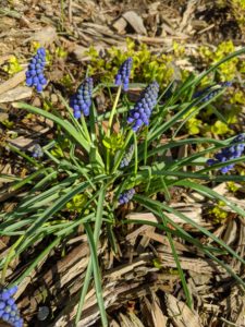 Grape hyacinth flowers in our garden.