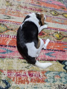 Edie beagle taking a nap on a colorful rug.