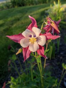 A Columbine flower, Yellow center, white petals surrounded by pink petals that make it look like it's in a frame.