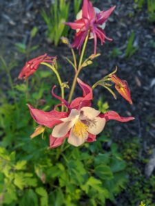 A Columbine flower, Yellow center, white petals surrounded by pink petals that make it look like it's in a frame. There are unopened flowers in the background, they're pink.