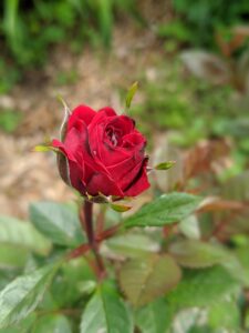 A small red rose about to open.