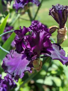 Dark purple iris flowers.