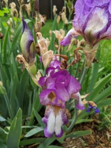 Light purple iris flower in the foreground, an unopened one behind it and then a spent flower.