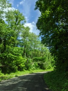 A tree-lined dirt road. It's very green with a blue sky.