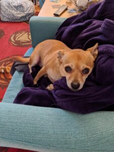 Arthur chi-mix giving sad eyes with his head on my purple robe.