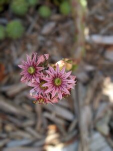 Little pink flowers with 12 points, light pink outer, darker toward the middle, and a green/yellow center. 