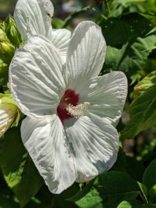 A white hibiscus flower with a pink center.