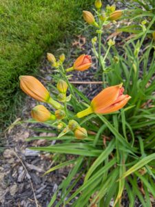 Peach-colored daylilies that are about to bloom.