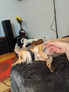 Arthur on the couch, on his side, eyes closed, mouth partially open, looking blissful while getting pets from me.