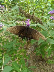 A black butterfly with slightly tattered wings feeding on a flower on the butterfly bush.