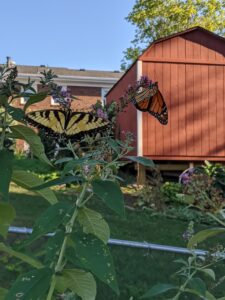 A swallowtail butterfly and a monarch butterfly on the butterfly bush feeding.