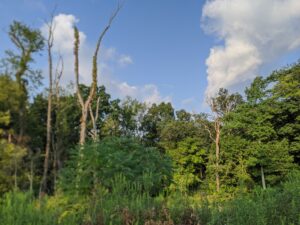 Landscape. Green trees and a few dead trees that stand out starkly against the green behind and the blue sky above.