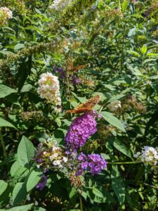 A butterfly bush with a butterfly on one of the flowers in the foreground. It is almost a monarch, but not quite. It is orange with lots of darker markings. I'd never seen one of these before.