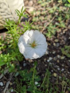 A small white flower.