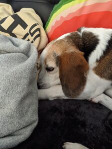 Edie beagle asleep on the couch witih her face between her front paws and partially under a blanket. Her eyes are not all the way closed so she looks like a zombie dog.