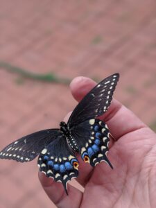 A black swallowtail butterfly on a person's hand.