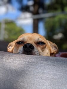 Arthur chi-mix looking over the edge of a hammock.