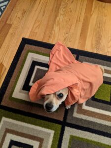 Arthur chi-mix sitting on a rug with squares on it. An orange shirt was dropped on his head and he looks sad.