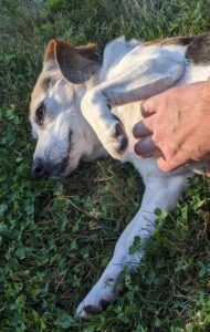 Edie on her side getting rubs from a human. She looks content.