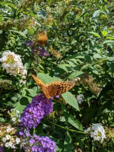 A butterfly bush with purple flowers and white flowers. Butterflies with orange wings with black spots are taking advantage of the blooms.