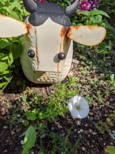 A cow lawn ornament in one of our planter boxes. In front of it is a white flower, perhaps a dianthus.