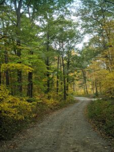 A dirt road in the fall with trees changing colors along the edge.