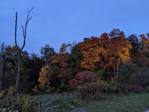 Dusk, fall. The trees are changing, the sky is blue. A dead tree is in the foreground.