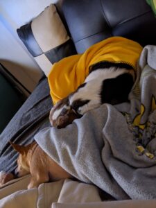 Arthur and Edie asleep on the couch. They are both half under blankets, Arthur under a gray blanket and Edie under a yellow one. Arthur is brown. The couch is fake black leather.