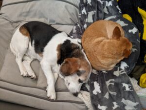 Edie beagle asleep on her side - she is tri-color, black/brown/white. She is cuddled up against Arthur chi-mix who is curled into a little ball. They are on their beds in my office.